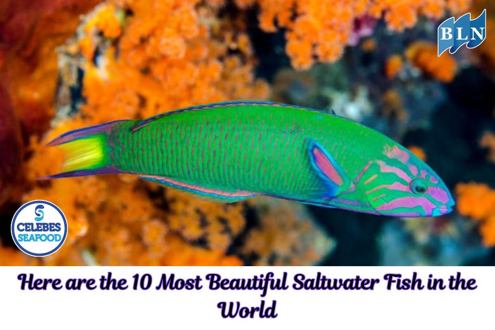 Here are the 10 Most Beautiful Saltwater Fish in the World